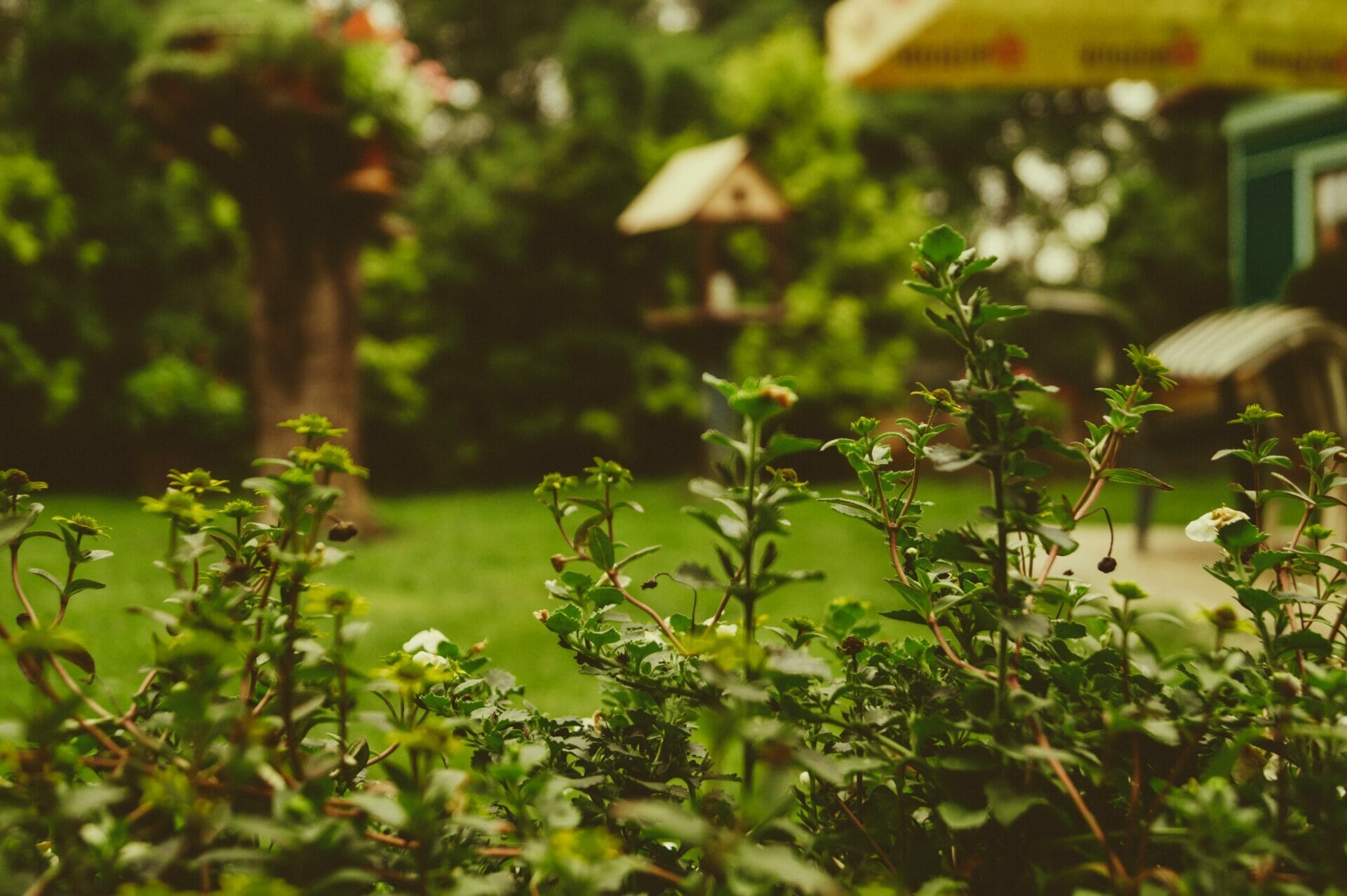 clean your garden with these tips