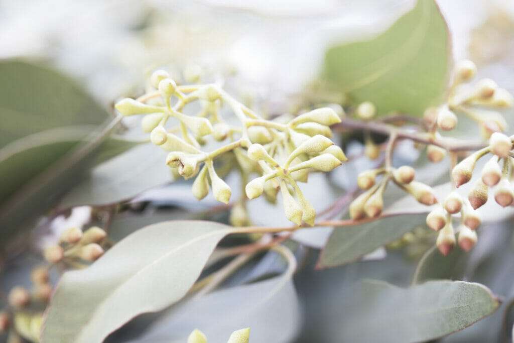 Eucalyptus leaves to make your house smell good