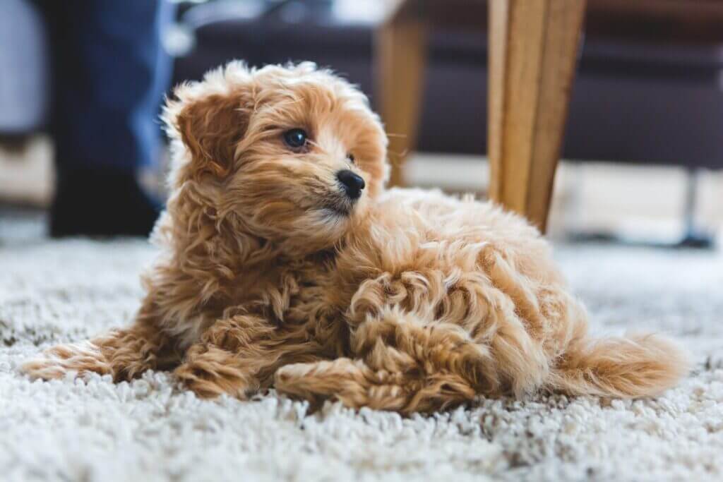 Small brown puppy laying on a white carpet