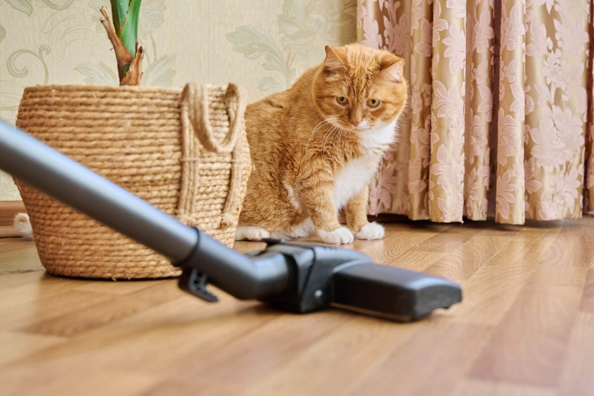 Woman vacuuming her house while her cat is looking, thanks to house cleaning tips for pet owners