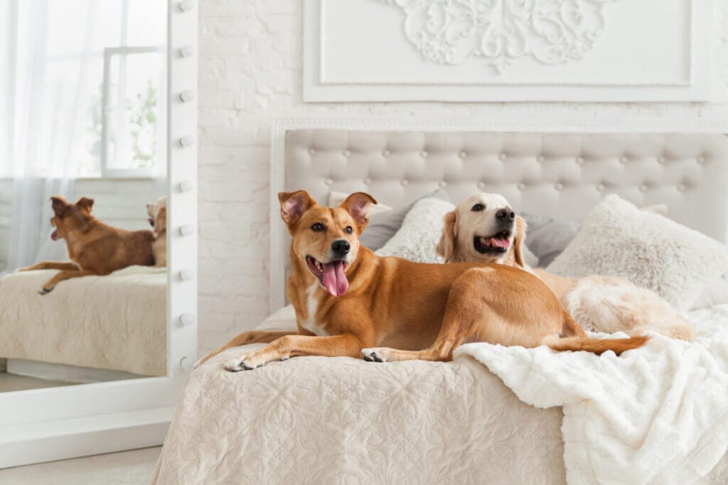 Two dogs on a pristine and white bed