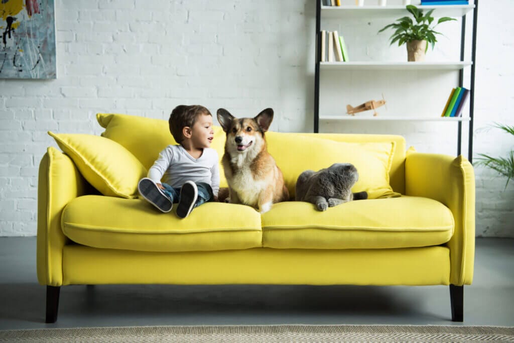 Boy on the sofa with his dog and cat keeping him company
