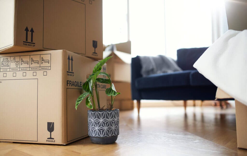 Close up of a lot of moving boxes and a houseplant